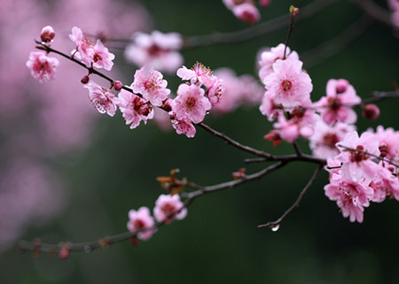 美人梅花语和寓意