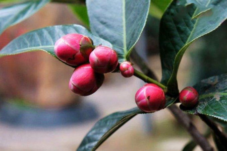 茶花花骨朵干枯的原因是什么