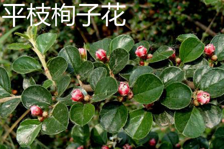 平枝栒子花色