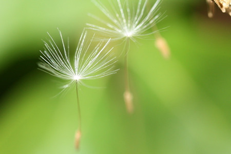 蒲公英种植技术及亩收益