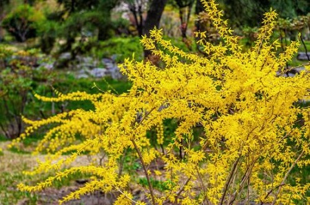 迎春花怎么分辨品种