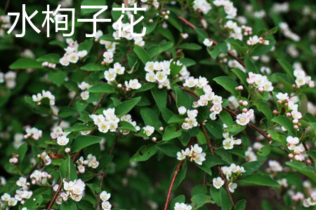 平枝栒子花色