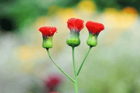 一点红植物怎么养