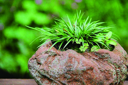 昌蒲用什么植料