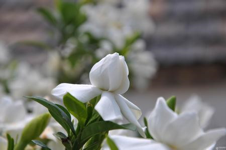 茉莉花的花语是什么