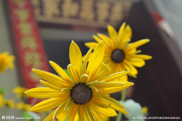 太阳花的繁殖方法(太阳花的繁殖方法图解)