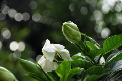 茉莉花的花语是什么