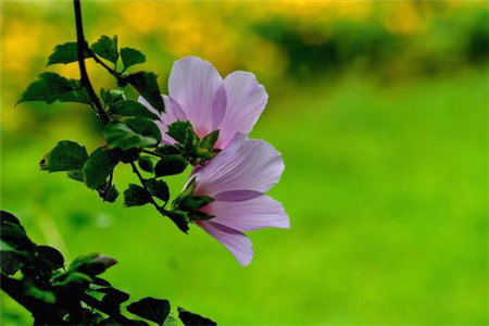 木槿花根部腐烂怎么办