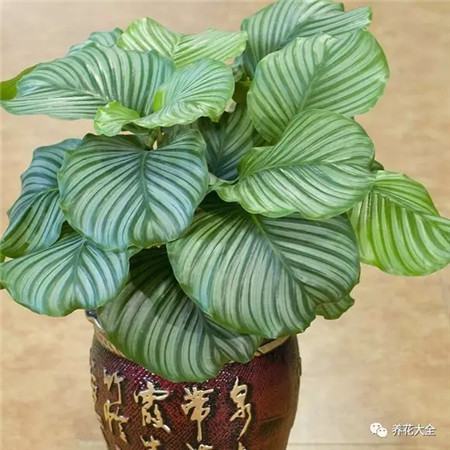 家中光照不好养什么样木本植物最好