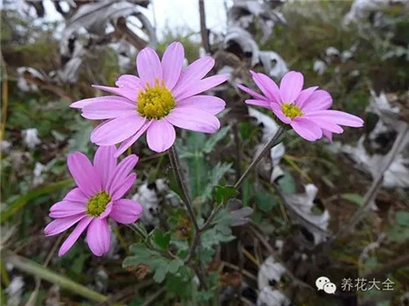 有哪种花?