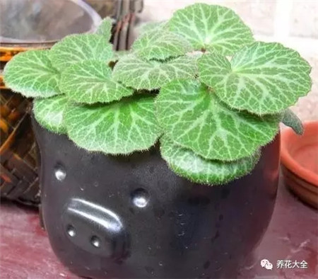 家中光照不好养什么样木本植物最好