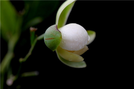 夜合花种植注意什么