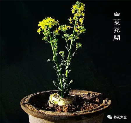 像蔬菜的花