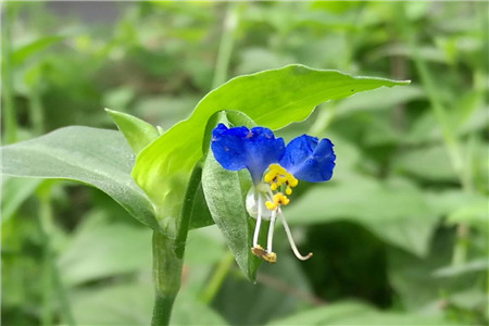 鸭拓草怎么养