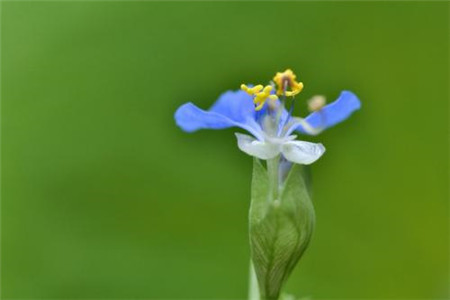 鸭拓草怎么养