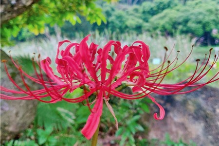 彼岸花要种多深