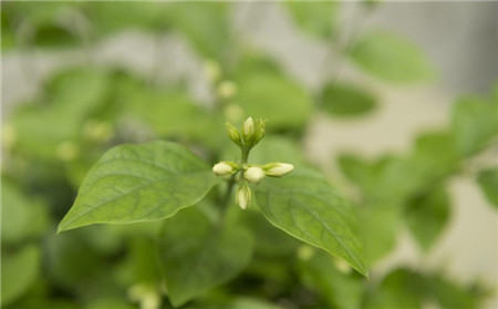 茉莉花开的时期