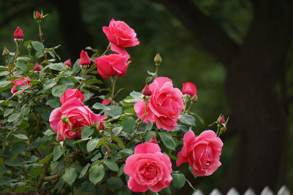 月季花冬季要怎么养(月季花的冬季养殖方法如下)