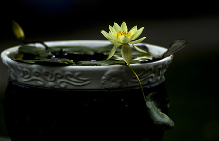 碗莲的种植方法水培水深多少