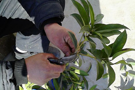 桂花树怎么嫁接茉莉花