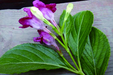 海仙花怎么繁殖方法