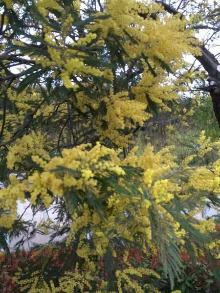 银荆花的花语