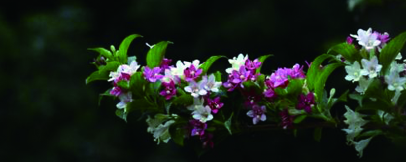 海仙花怎么繁殖(海仙花怎么繁殖方法)