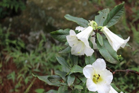 百合杜鹃花的花期有多久