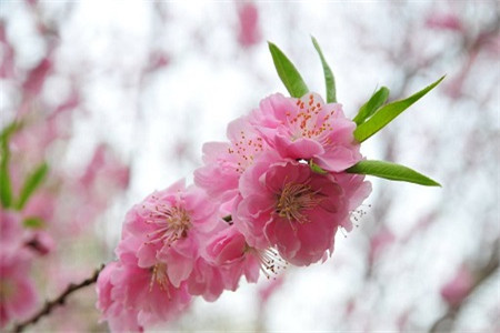 桃花如何剪枝