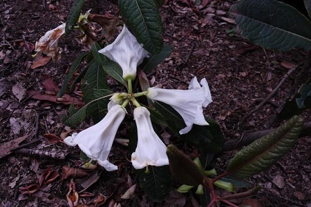 百合杜鹃花的花期有多久