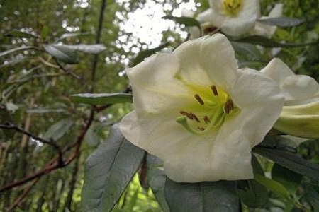 百合杜鹃花的花期有多久