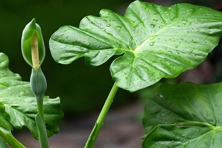 滴水观音开花吗几年开花