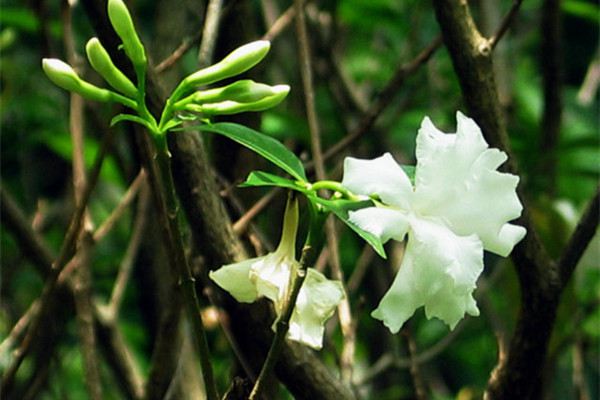 狗牙花什么时候开花(狗牙花什么时候剪枝)