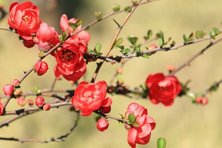 海棠花为什么断枝