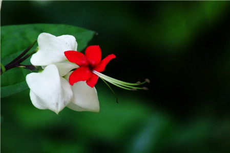 龙吐珠什么时候开花?