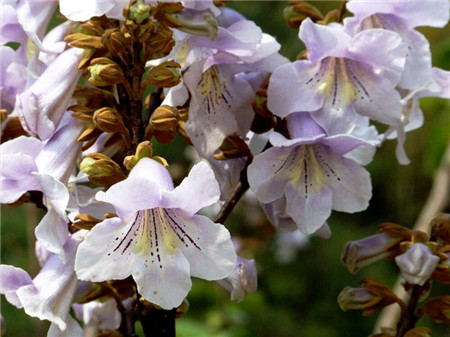 泡桐树 花语