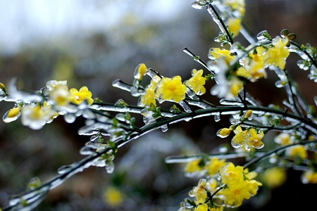 迎春花怎么养才能养好