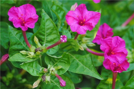 紫茉莉什么时候开花几点?