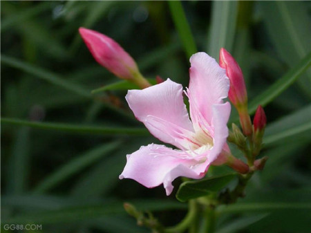 我想看花花的名字