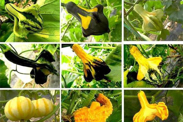 观赏南瓜怎么种植
