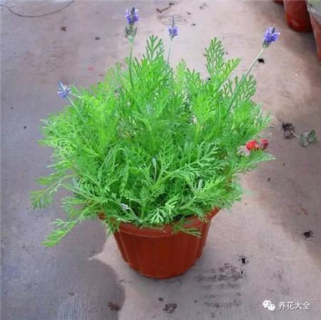 房间放什么花没有蚊子