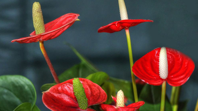 红掌和火鹤花的区别(红掌和火鹤花哪个贵)