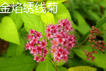 麻叶绣线菊的果实类型