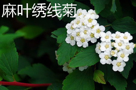 麻叶绣线菊的果实类型