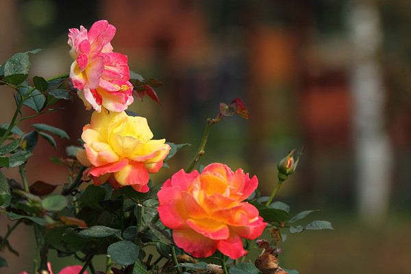 月季花花苞不开花怎么办(月季花苞不开枯萎了怎么办)