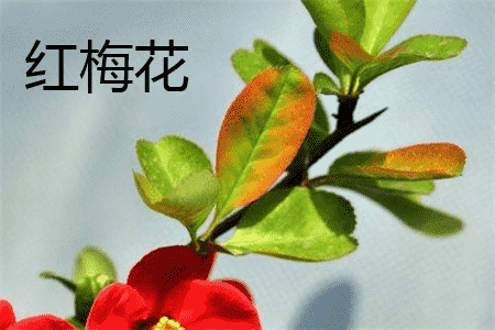 红梅花和海棠花的区别是什么