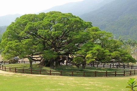 榕树怎么养注意事项