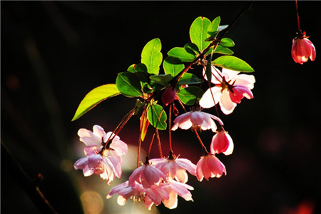 海棠花什么时侯开花