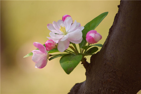 海棠花什么时侯开花