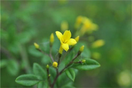 探春花怎样修剪